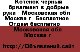 Котенок черный бриллиант в добрые руки - Московская обл., Москва г. Бесплатное » Отдам бесплатно   . Московская обл.,Москва г.